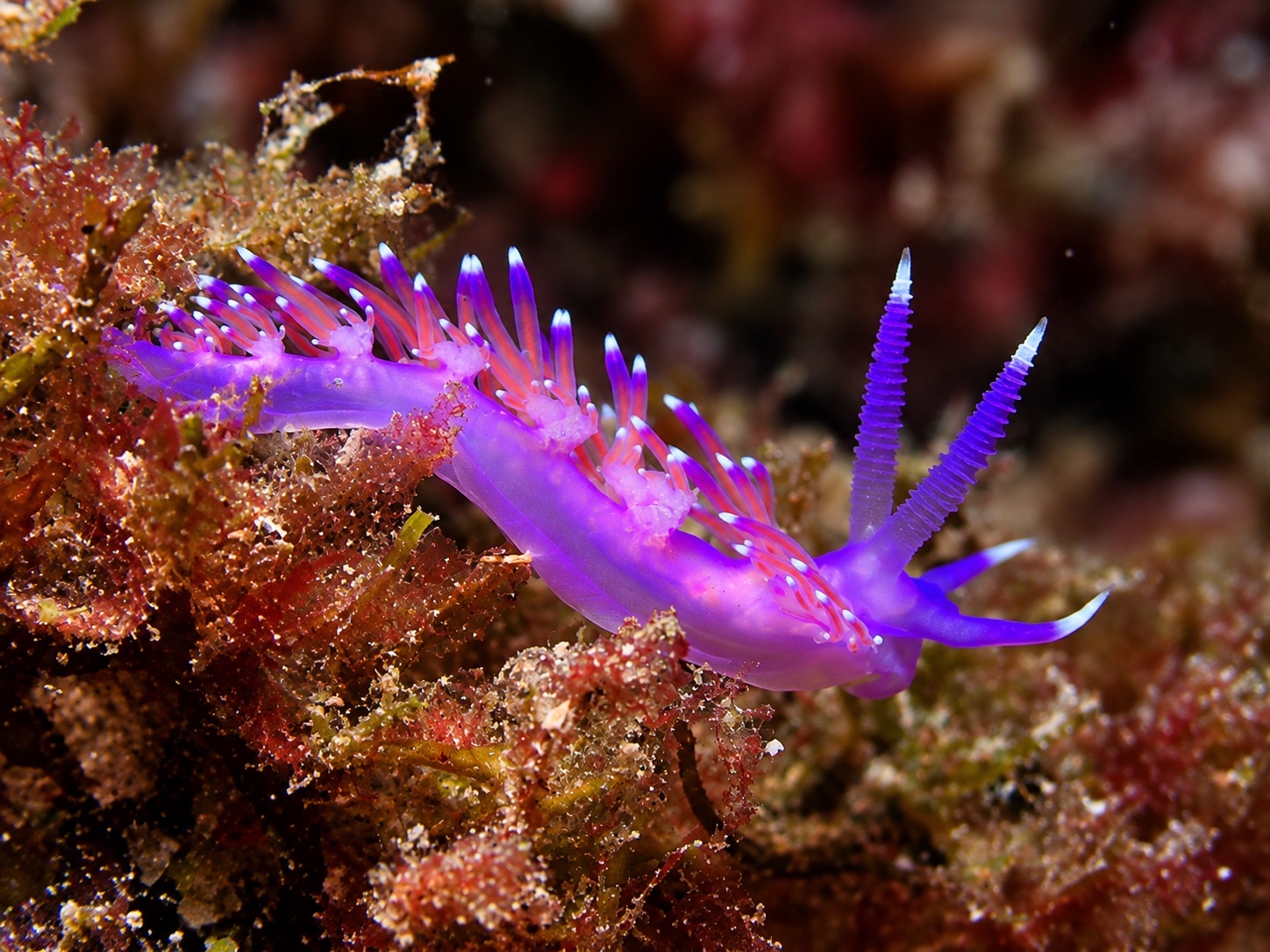 Nudibranquio flabelina de color violeta sobre algas rojas en La Herradura