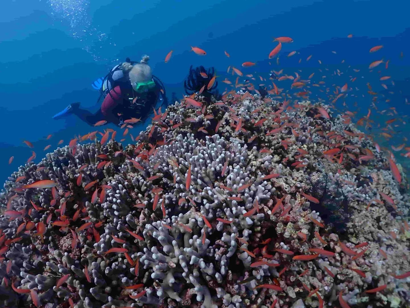Jardines de coral Dos buceadores sobre una colonia de coral rodeada de peces anthias anaranjados