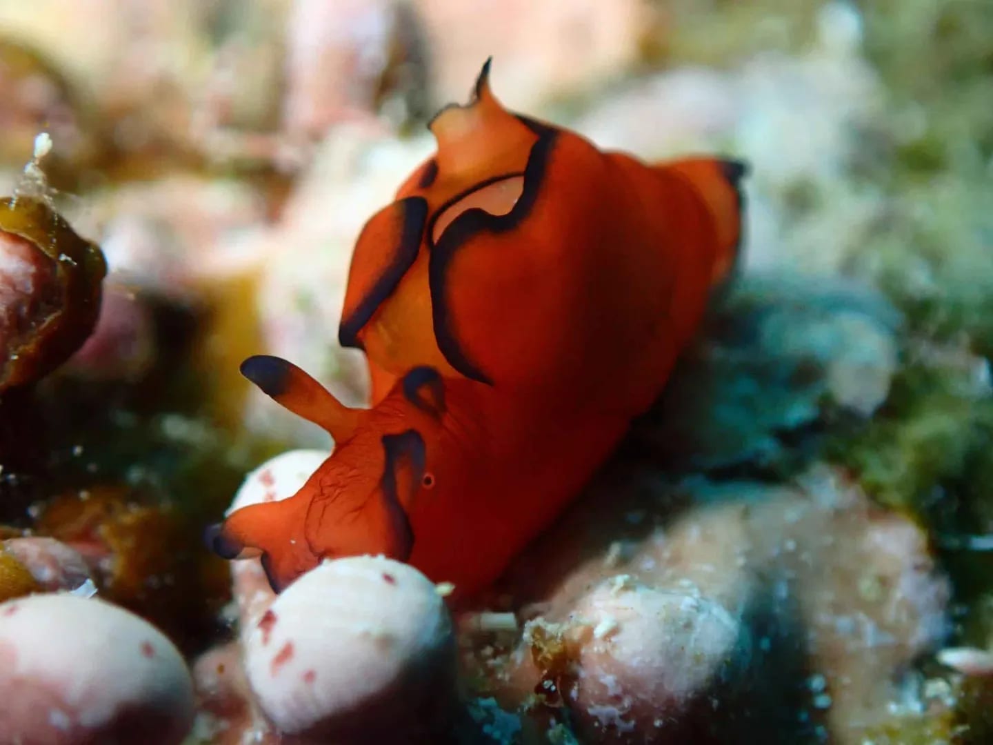 Pequeños universos Babosa marina de color rojo intenso sobre el arrecife