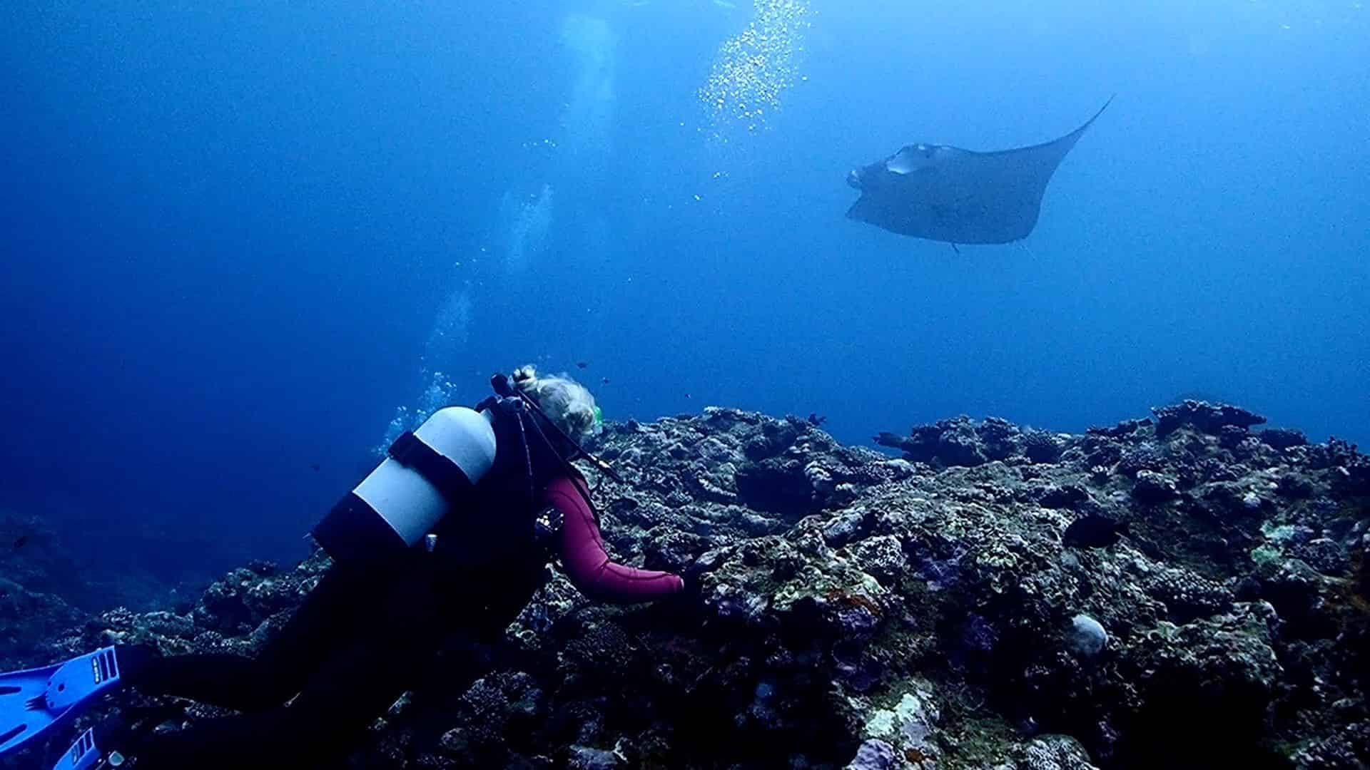 Buceador junto a un arrecife de coral mientras una manta cruza el azul