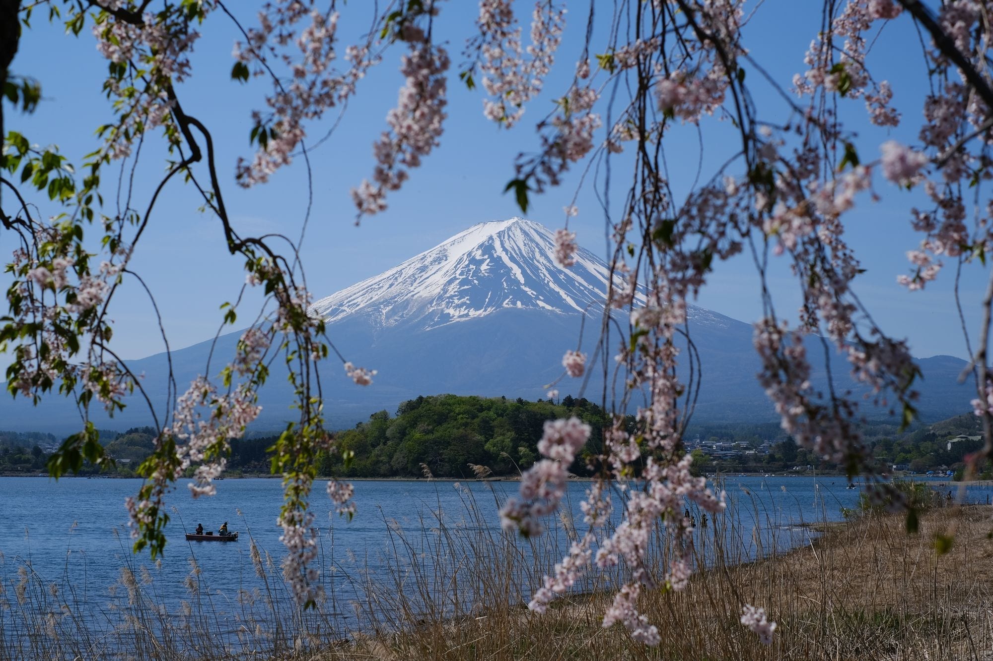 Monte Fuji Monte Fuji nevado sobre un lago, enmarcado por ramas de cerezo en flor