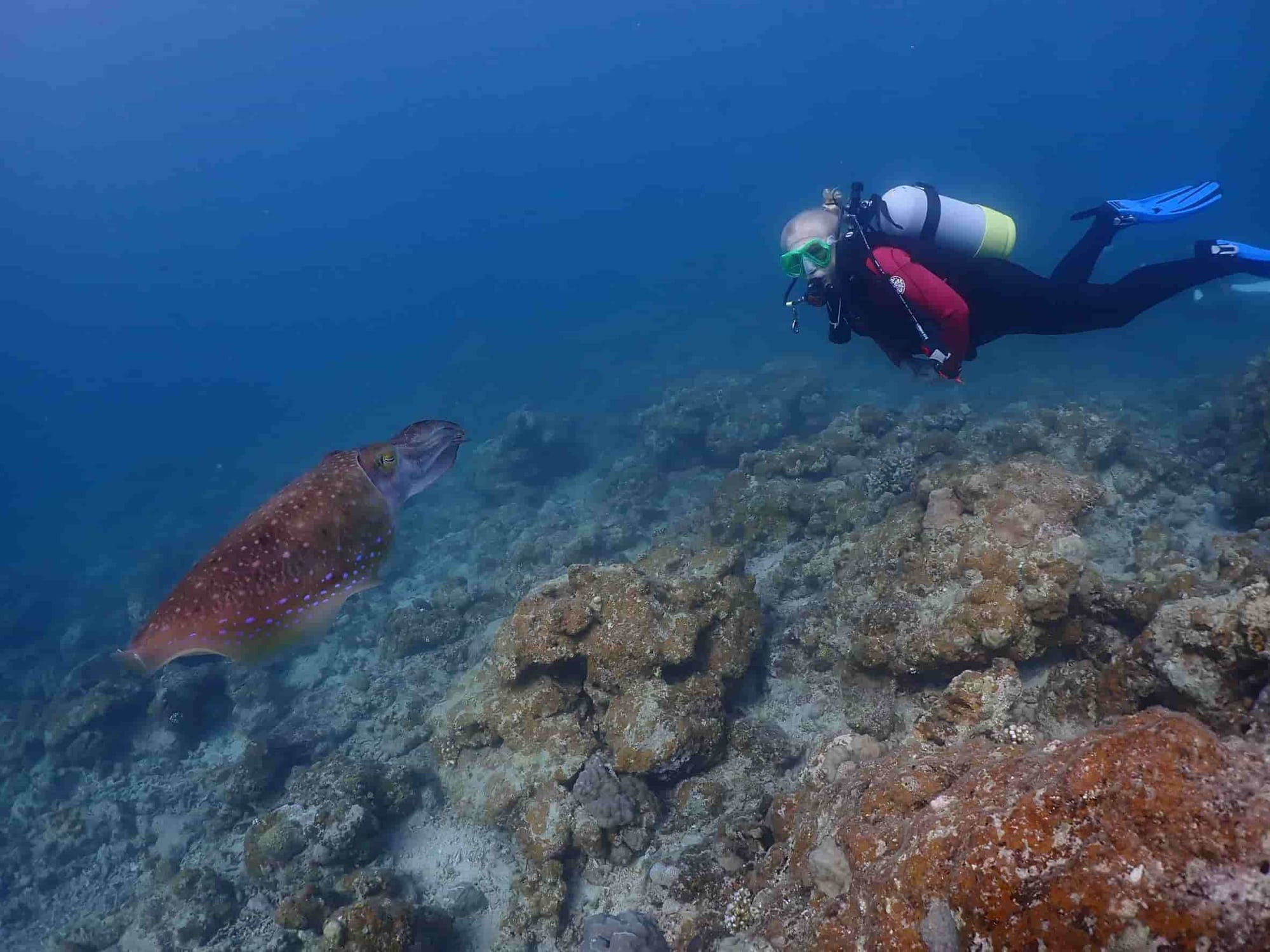 Sepias Sepia nadando sobre el arrecife mientras un buceador la observa