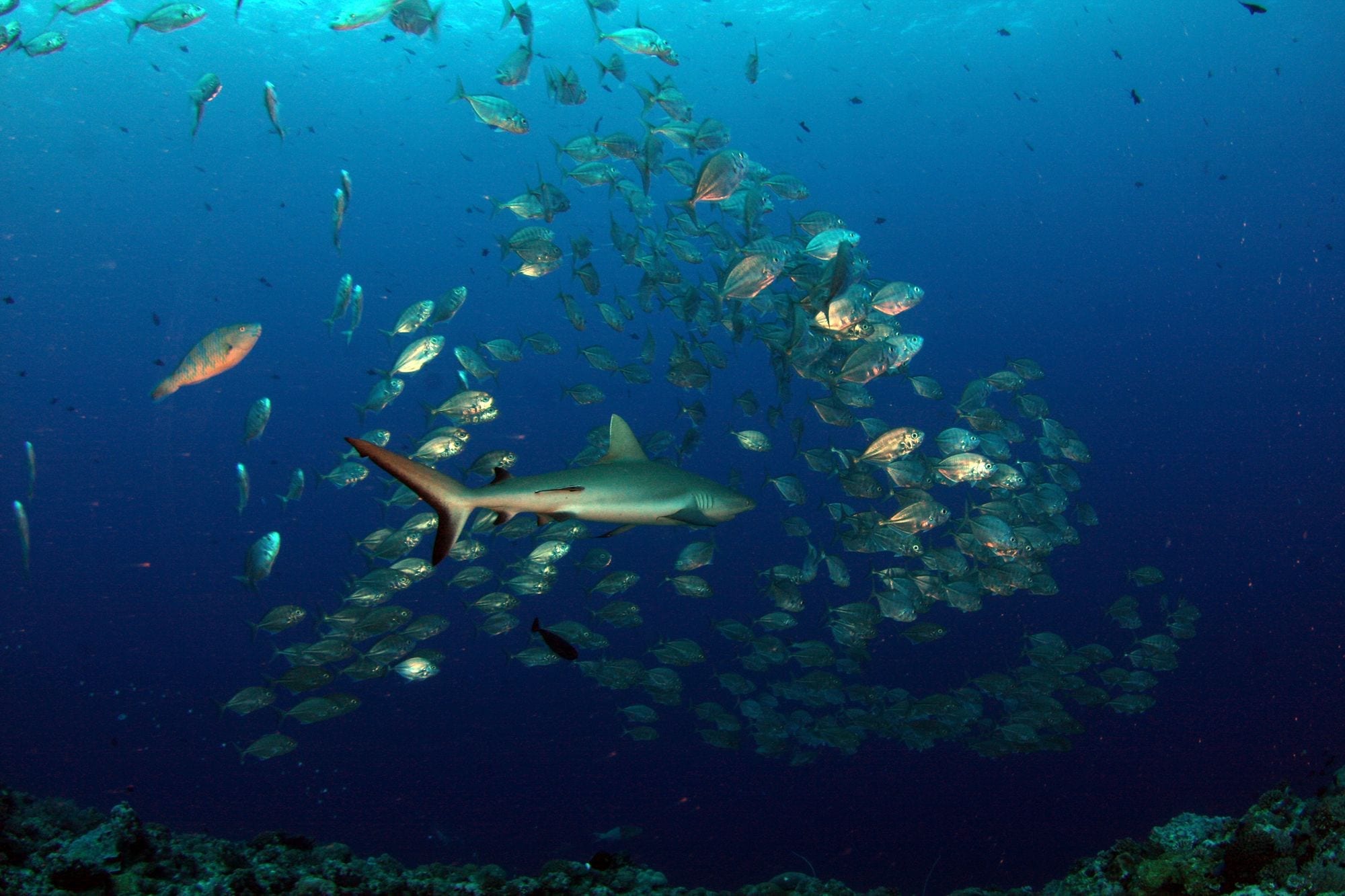 Tiburones y grandes bancos Tiburón de arrecife nadando entre un gran banco de jureles sobre el coral