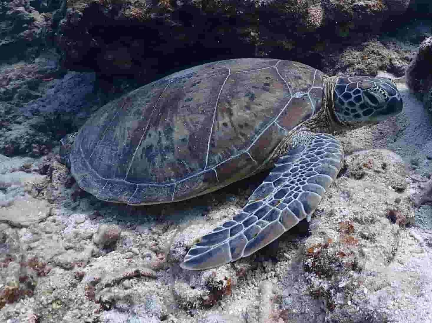 Tortugas en el arrecife Tortuga marina descansando junto a un arrecife de coral